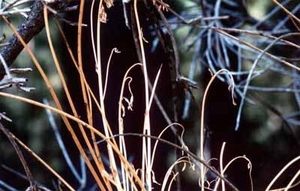 Ginestre secche nel sottobosco