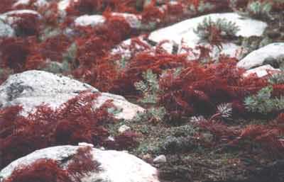 Centro del Mediterraneo: Altopiano Silano: Felci rosse fra massi grigi: Bonulignu  Fotografia: Francesco Saverio ALESSIO  1989  copyright 