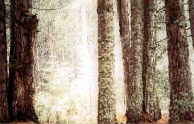 Altopiano Silano:  il bosco mentre scoppia una bufera Fotografia: Francesco Saverio ALESSIO  1989 copyright