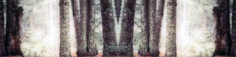 Sila:  il bosco mentre scoppia una bufera Fotografia: Francesco Saverio ALESSIO  1989 copyright 
